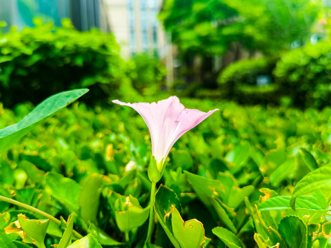 牵牛花喇叭花特写