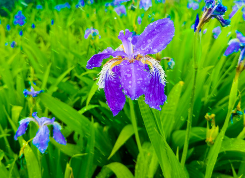 蓝色蝴蝶花