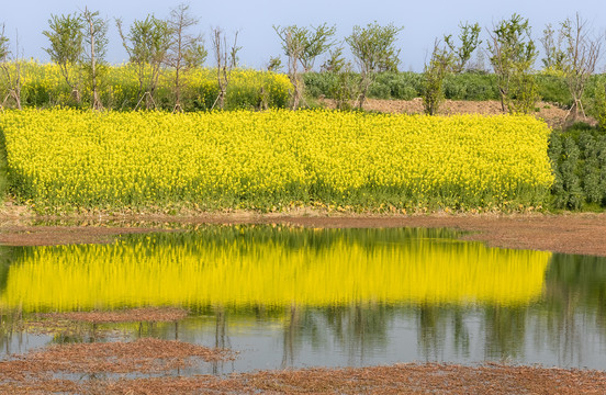 油菜花田