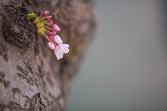 樱花