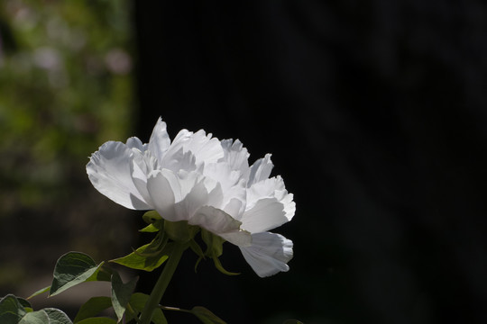 北京景山公园牡丹花