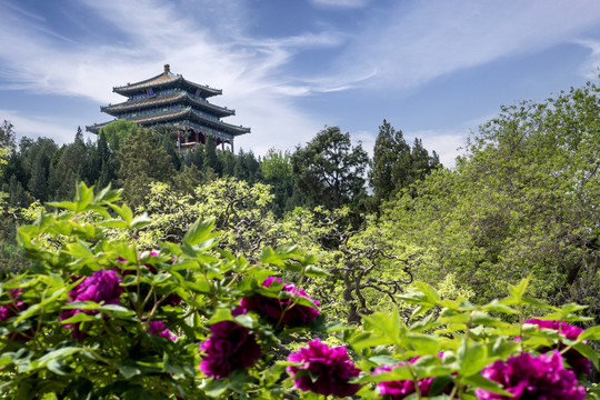 北京景山公园牡丹花