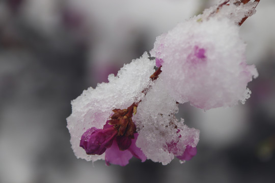 春雪中的杜鹃花