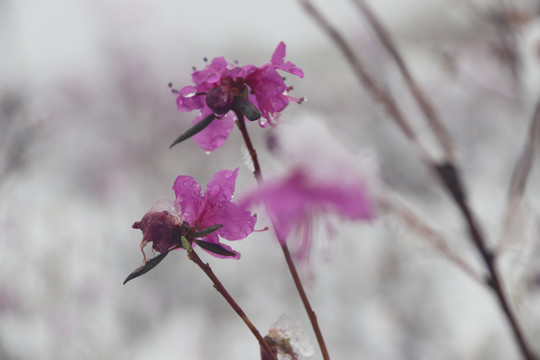 春雪中的杜鹃花