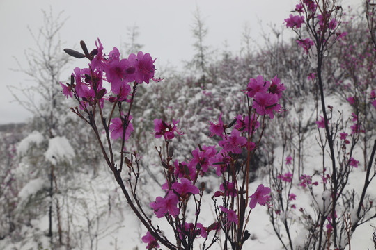春雪中的杜鹃花