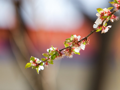 梨花