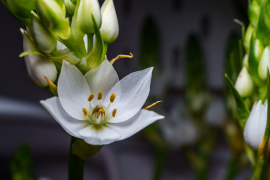 花卉特写