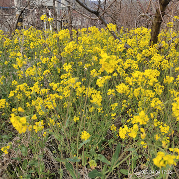 油菜花