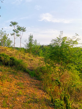 野山坡