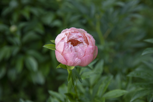 红色芍药