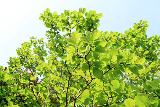 木兰科属植物紫玉兰