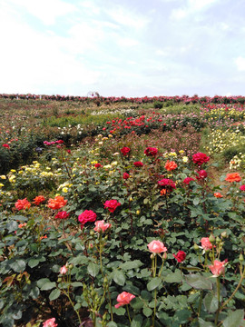 月季花