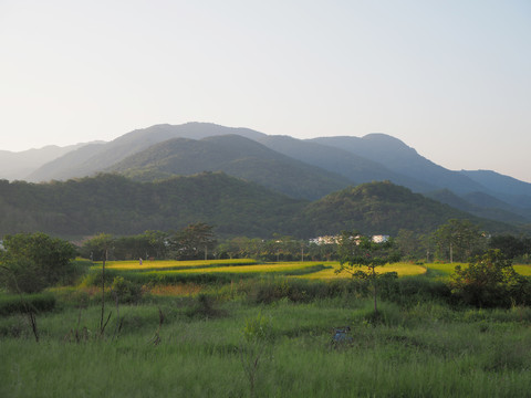 稻花香里说丰年