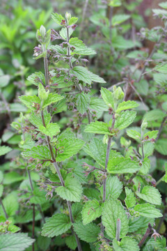 中草药野生药材植物细风轮菜