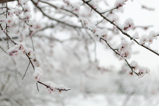 雪中花