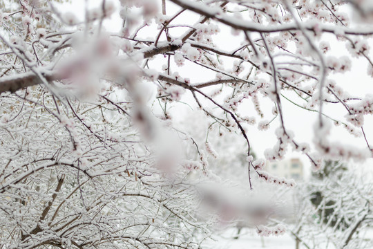 雪中花