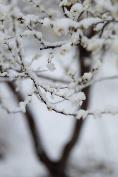 雪中花