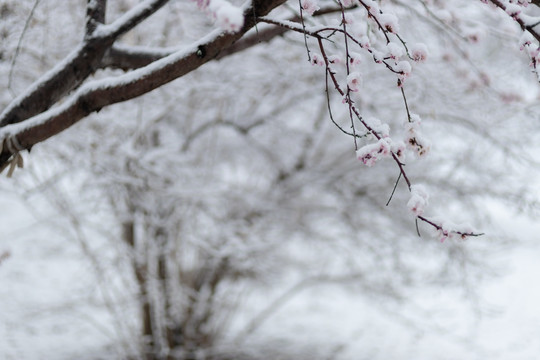 雪中花