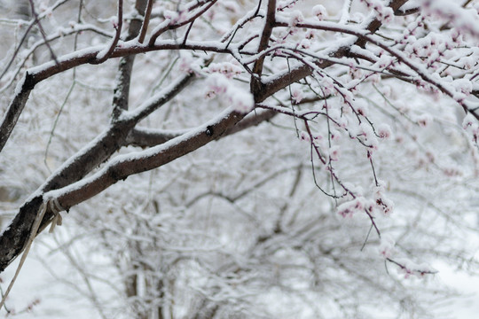 雪中花