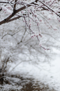 雪中花