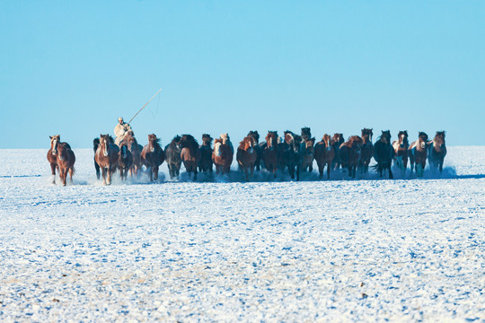 马群正面奔跑雪原牧马