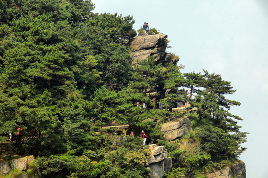 庐山松树