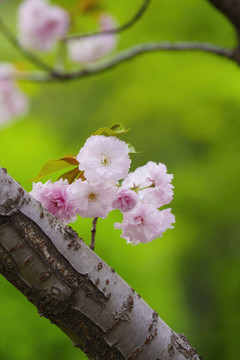 樱花