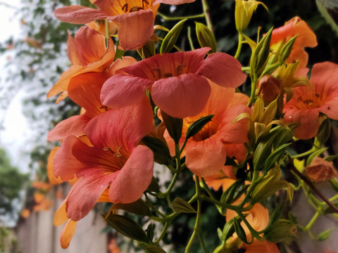 凌霄花
