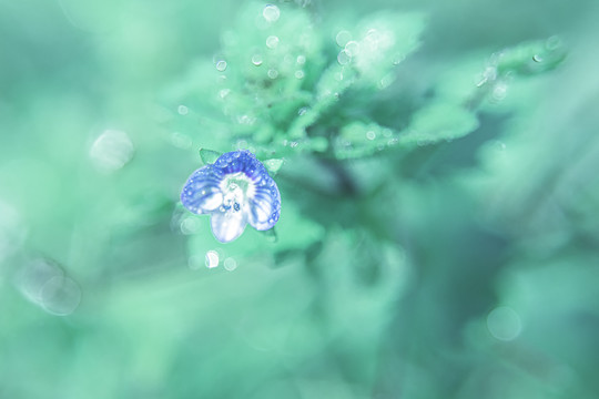 蓝调野花