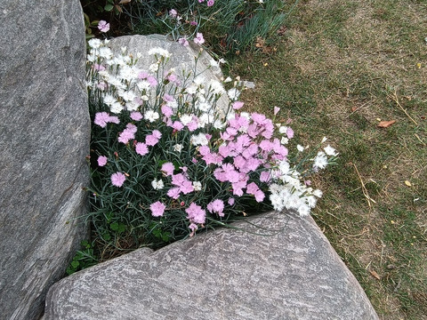 小花