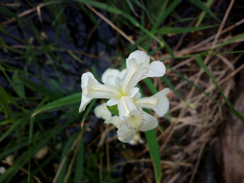 鸢尾