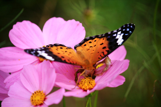 蝶恋花