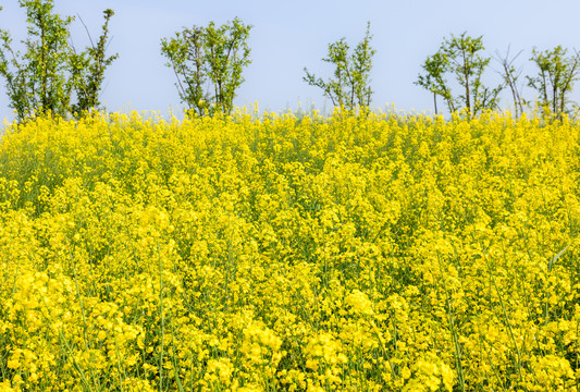 油菜花