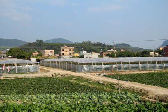 草莓基地