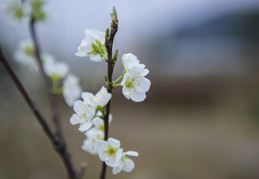 树上的梨花