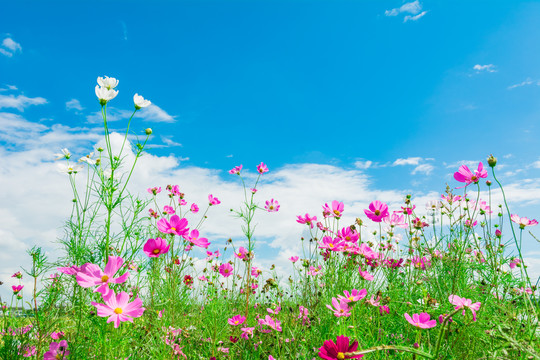 天空鲜花绿叶背景