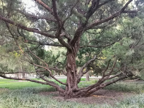 古松树枝干纹理背景