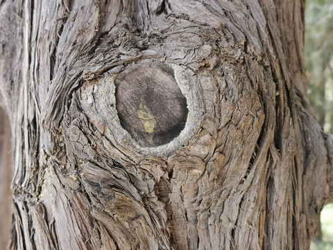 树皮树眼树洞