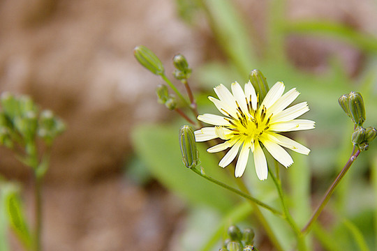 野菊花