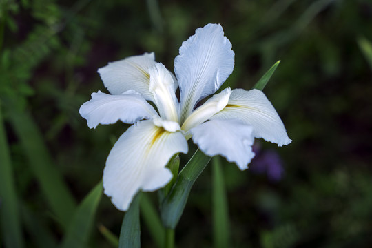 鸢尾花