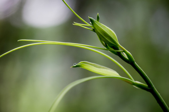 新芽