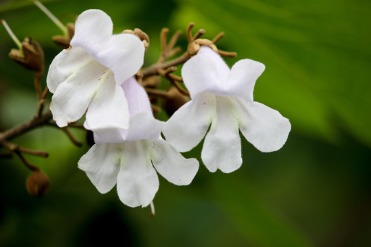 泡桐花