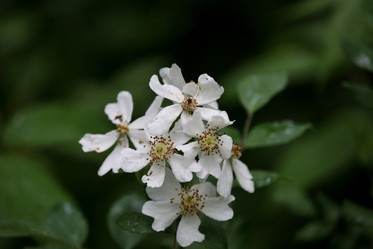 野蔷薇花