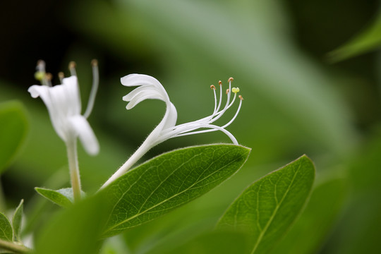 金银花