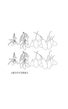 枸杞線條枸杞矢量圖