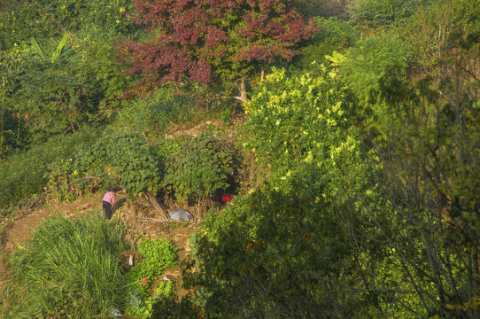 山村田地草木风景