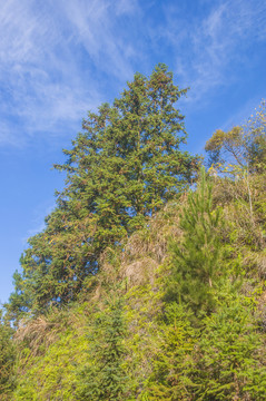 山边草木绿意