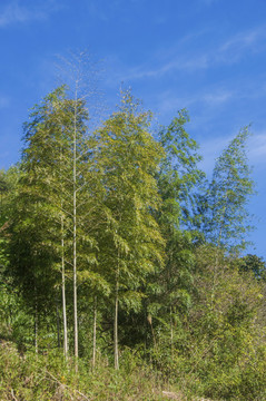 竹林绿竹风景