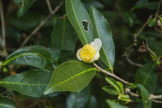 茶叶茶花