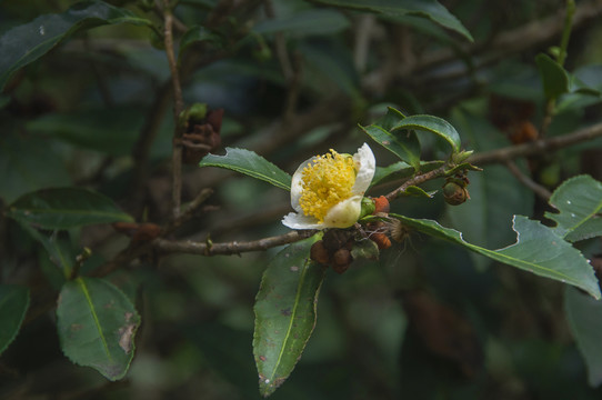 茶树的花